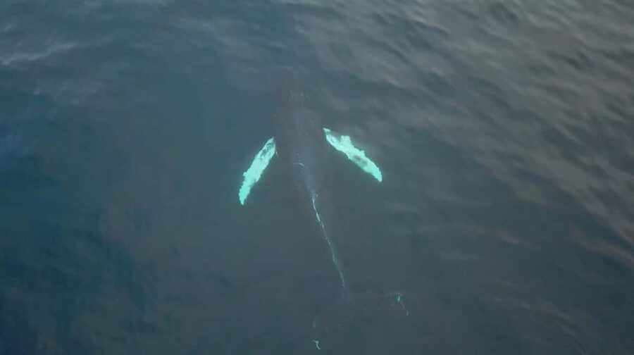 From Tromsø: All-Inclusive Whale & Orca Safari - The 8-hour flow: cruising out, whale time, cruising back