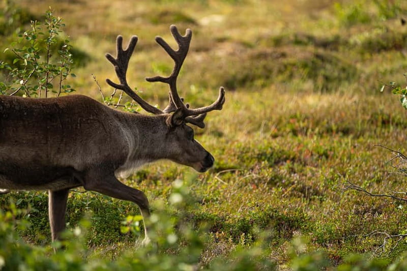 From Tromsø: Arctic Roadtrip: fjords tour with scenic picnic - Year-round Arctic, with a different mood every season