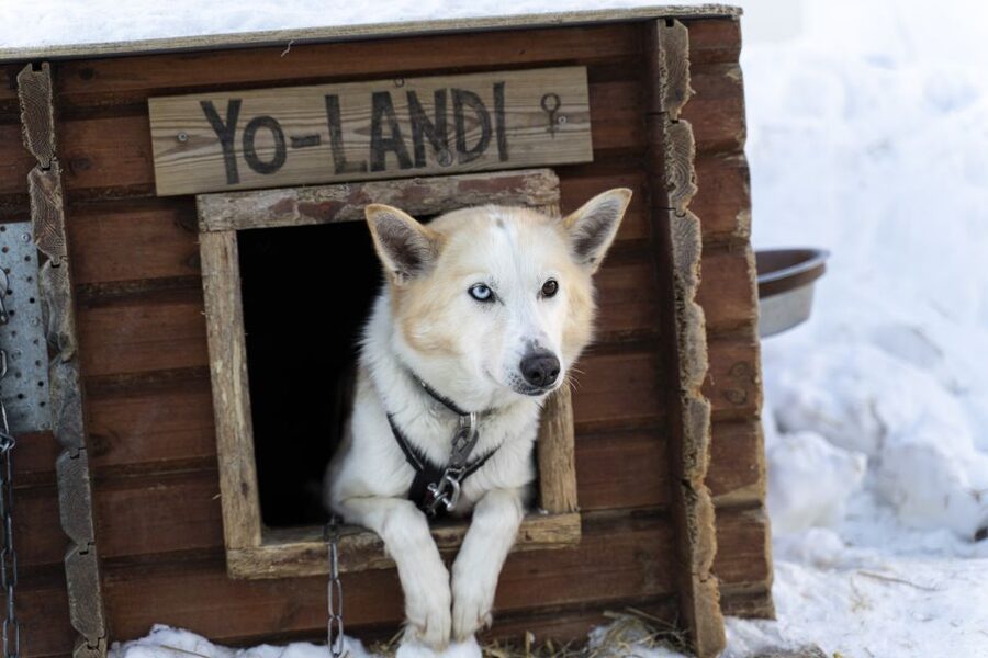 From Tromsø: Fun and Easy Dog Sledding Adventure - Safety talk and first practice: you get confident fast