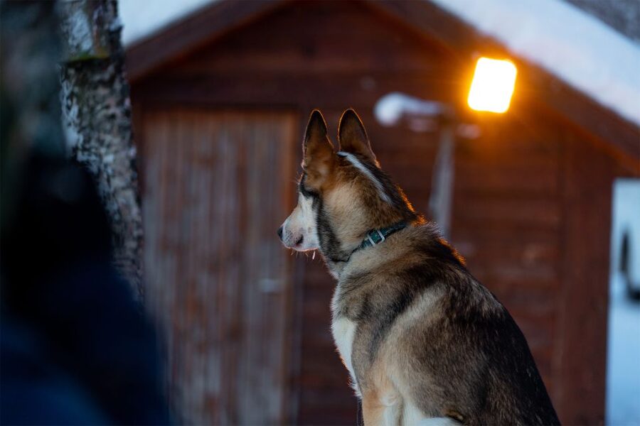 From Tromsø: Fun and Easy Dog Sledding Adventure - Price and value: is $282 worth it?