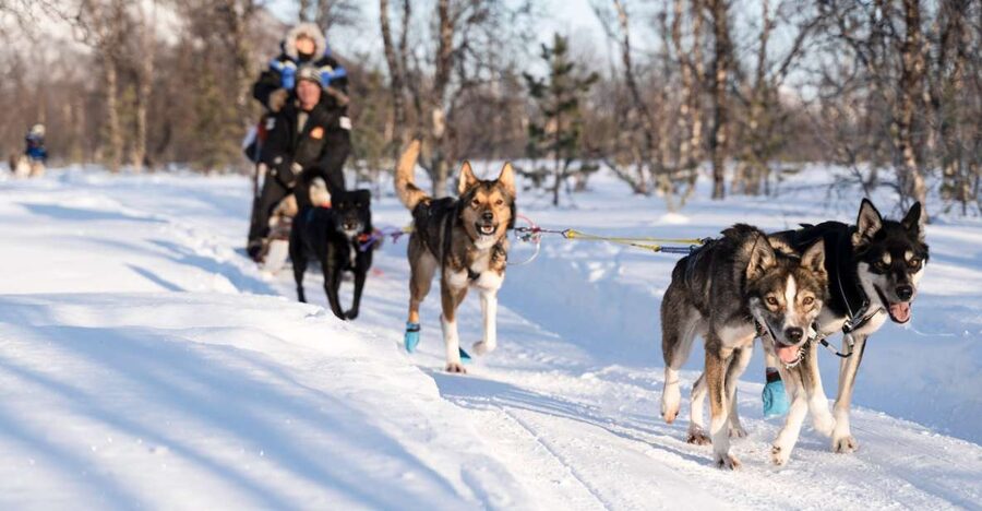 From Tromsø: Fun and Easy Dog Sledding Adventure - Gear up for real cold, not fake cold