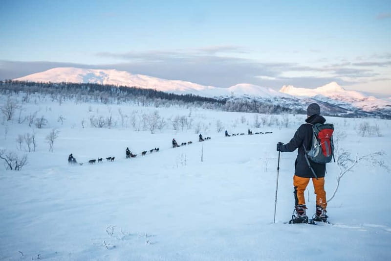 From Tromsø: Guided Husky Snowshoe Hike and Husky Camp Visit - Key points to know before you go