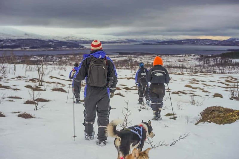 From Tromsø: Guided Husky Snowshoe Hike and Husky Camp Visit - Getting There From Radisson Blu: Transport and Winter Gear That Actually Helps