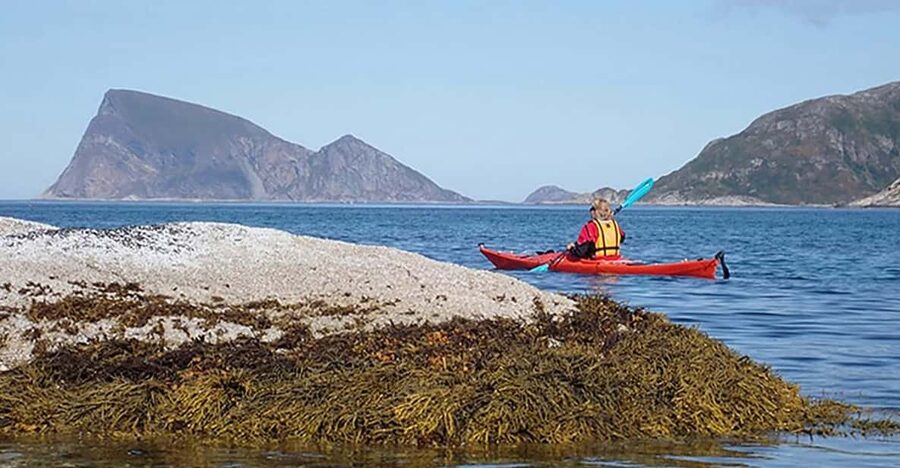 From Tromsø: Sea Kayaking Tour at Sommarøy with Transfer - Wildlife Viewing: What You Can Spot and How to Think About It