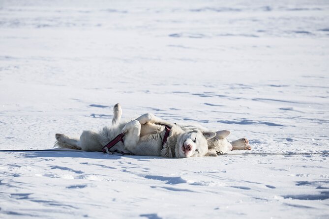 Fun & Easy Dog Sledding Adventure from Tromsø - Early Bird Tour - Key takeaways before you go