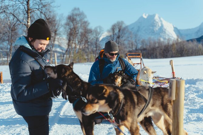 Fun & Easy Dog Sledding Adventure from Tromsø - Early Bird Tour - Price and what you actually get for $289.03