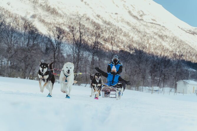 Fun & Easy Dog Sledding Adventure from Tromsø - Early Bird Tour - What the ride feels like: mountain views, pace control, and safety