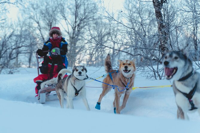 Fun & Easy Dog Sledding Adventure from Tromsø - Early Bird Tour - After the sled: dog cuddles, warm drinks, and camp time