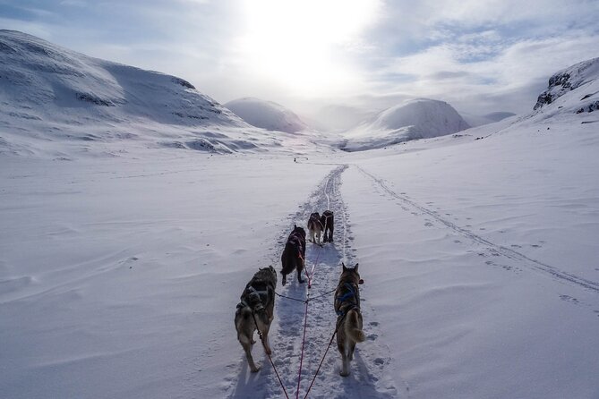 Fun & Easy Dog Sledding Adventure from Tromsø - Early Bird Tour - Getting to the husky farm: use the bus ride to settle in
