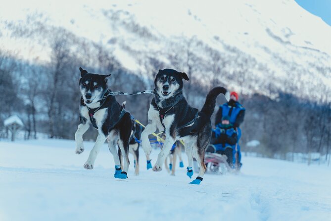 Fun & Easy Dog Sledding Adventure from Tromsø - Noon Tour - Key things to know before you go