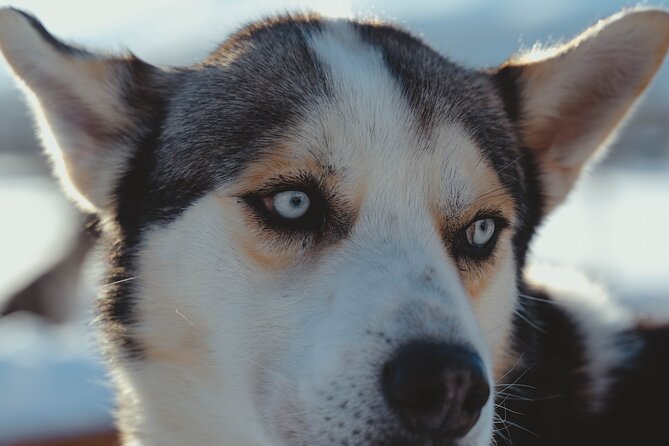 Fun & Easy Dog Sledding Adventure from Tromsø - Noon Tour - Tromsø pickup, the husky farm transfer, and why timing matters