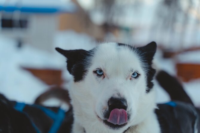Fun & Easy Dog Sledding Adventure from Tromsø - Noon Tour - Coffee, tea, and the end-of-ride husky talk