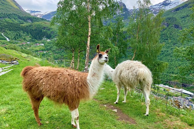 Geiranger by Royal route, 5 hours with visiting a high-mountain farm - Flydalsjuvet: Queen Sonja’s chair and a small surprise moment