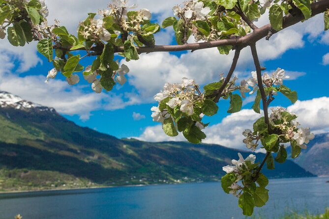 Guided tour to Hardanger Fjord, Waterfalls and Ferry Crossing - Returning to Bergen From Tørvikbygd, How the Day Ends