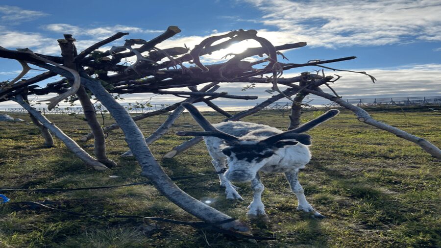 Hammerfest: Guided Tour - Meet Reindeer - What happens inside a lavvu fire, and why it feels different