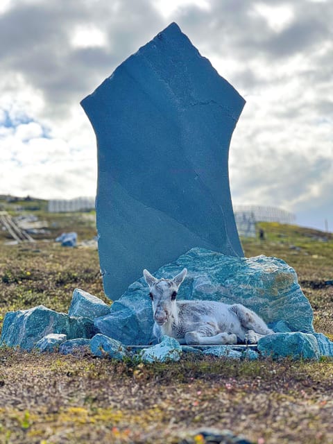 Hammerfest: Guided Tour - Meet Reindeer - Joik and storytelling from a reindeer-herding family
