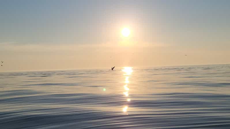 Honningsvåg: North Cape King Crab & Arctic Wildlife Safari - Who should book, and who should skip this RIB safari