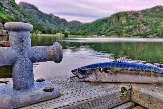 Inshore fishing in the Drangefjord - Key things to know before you go