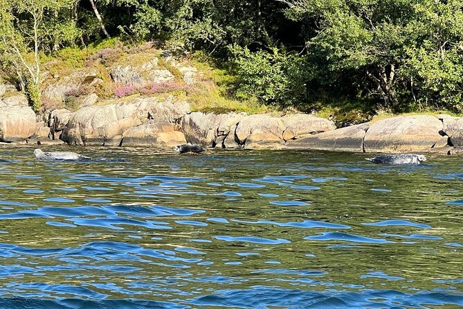Inshore fishing in the Drangefjord - Sea trout, mackerel, and the fjord food chain you can feel