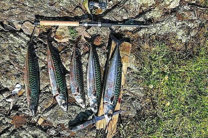Inshore fishing in the Drangefjord - From catch to dinner: cleaning and filleting help