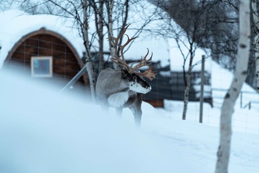 Kirkenes: Snowhotel Entrance Ticket - Who this Snowhotel entrance ticket fits best