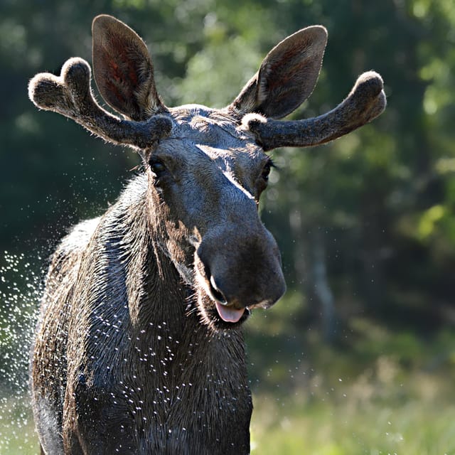 Kristiansand: Guided Bus Tour and Moose Park Experience - Key highlights to know before you go