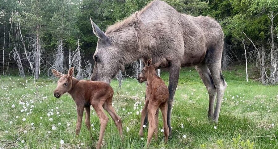Kristiansand: Guided Bus Tour and Moose Park Experience - Kristiansand pick-up and the coach ride that sets the pace