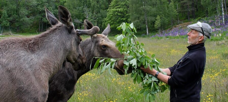 Kristiansand: Guided Bus Tour and Moose Park Experience - Who should book this moose tour from Kristiansand