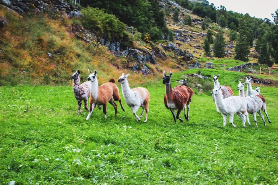 Ljøen, Hellesylt: Ljøen Farm Tour - Three-fjord views are the main event at Øvre Ljøen