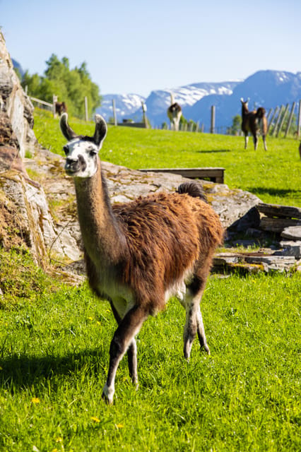 Ljøen, Hellesylt: Ljøen Farm Tour - What the itinerary feels like on the ground