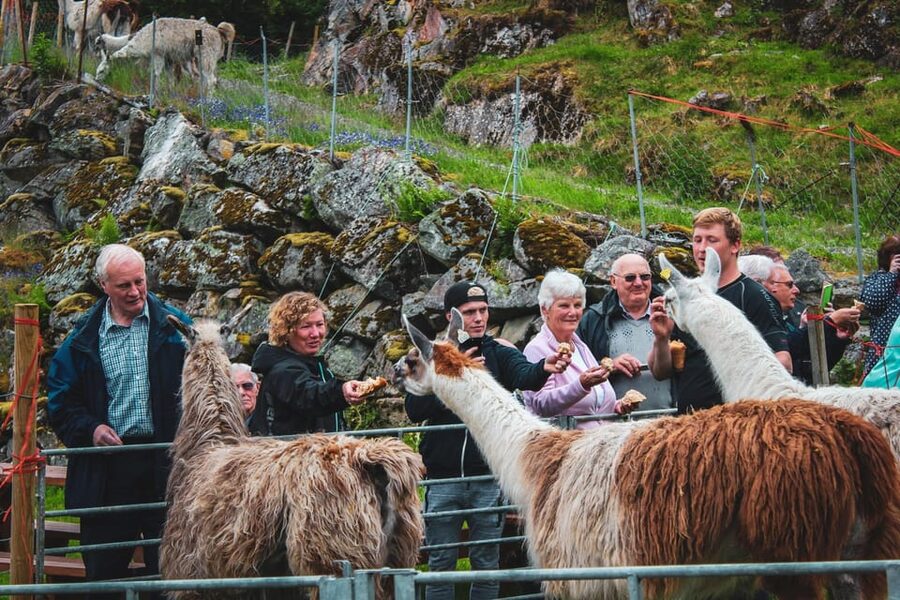 Ljøen, Hellesylt: Ljøen Farm Tour - Who should book Ljøen, and who might not love it