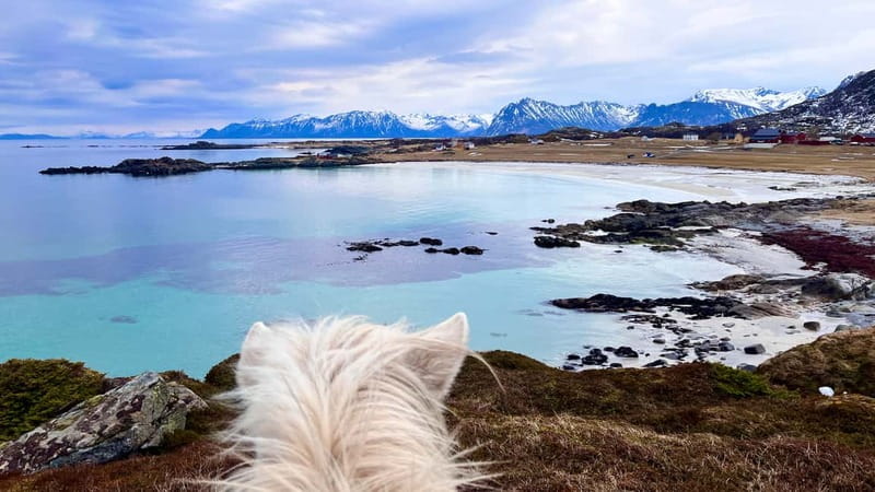 Lofoten: Guided Horse Riding Tour Over Hov and Hovsund - Price and Value: Is $126 for 1.5 Hours Fair?