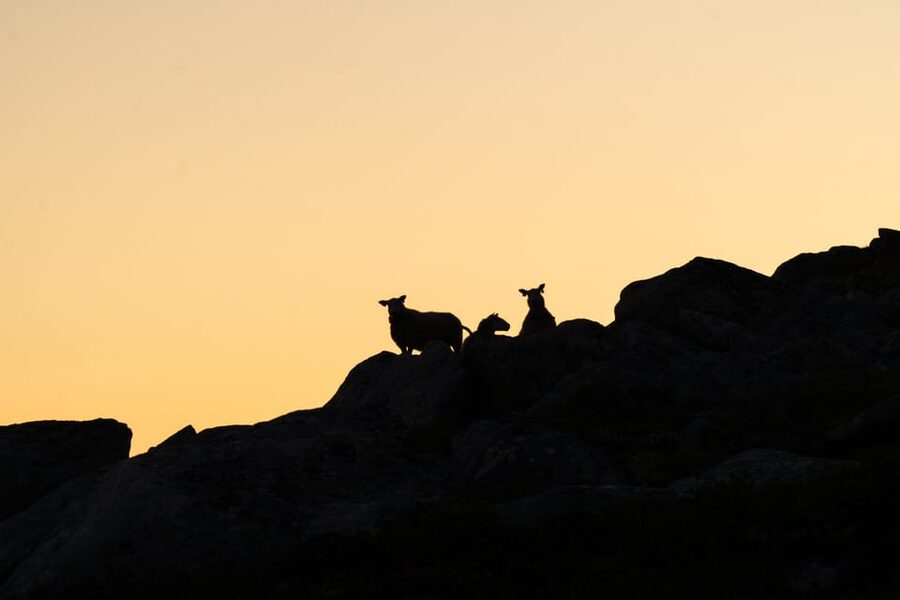 Lofoten Islands: Guided Hiking Into the Wilderness - Uphill - Wildlife and culture talk that makes the trail feel smarter