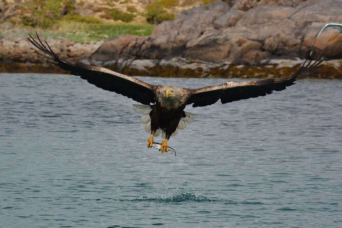 Lofoten RIB Sea Eagle Safari and Trollfjord Cruise - Trollfjord RIB Sea Eagle Safari: what this ride is really about