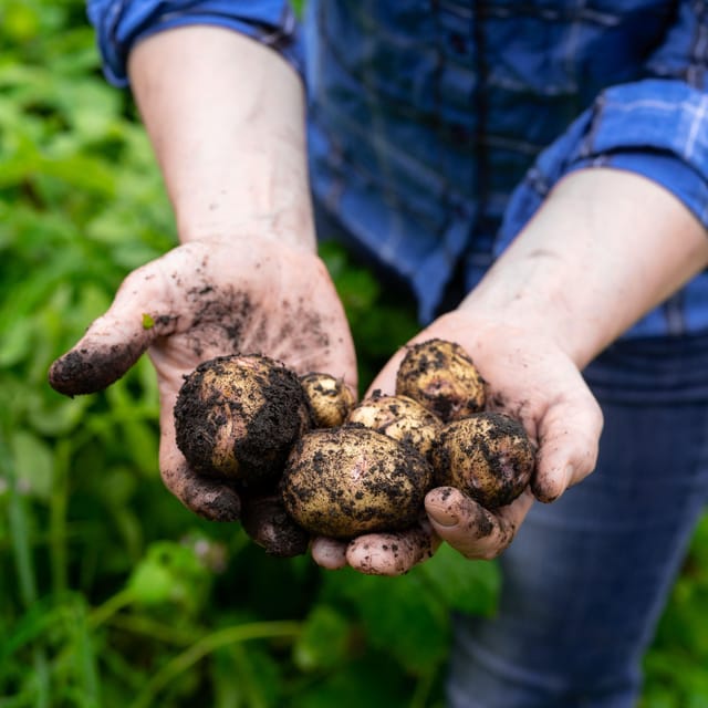 Lofoten (Stamsund and Leknes): Aimees Farm Experience - The five-course meal built around Lofotlam and mangalitsa pork