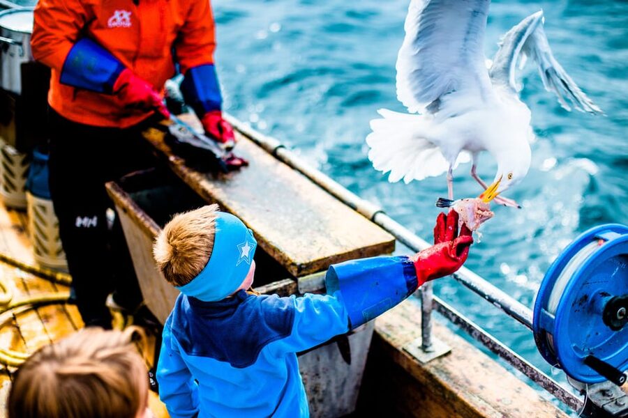 Lofoten: Traditional Fishing Trip - The reality of catches: why variety can change your experience