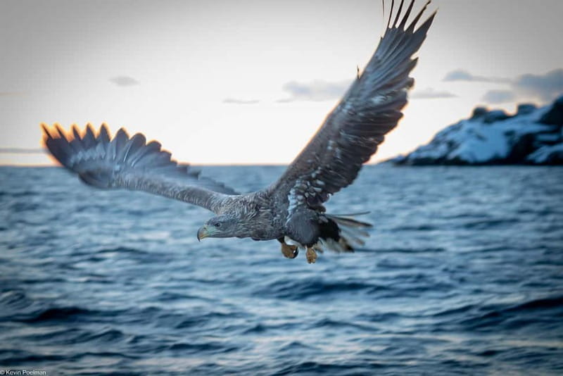 Lofoten: Trollfjord Sea Eagle Safari by RIB Boat - Key highlights at a glance