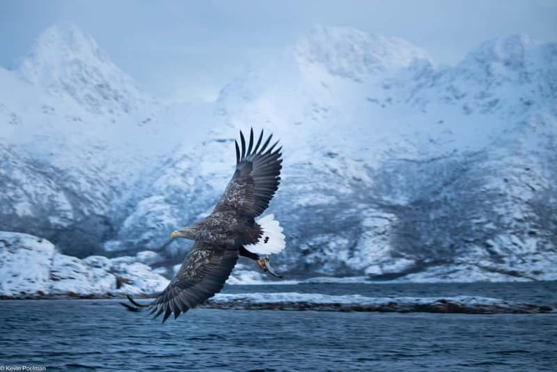 Lofoten: Trollfjord Sea Eagle Safari by RIB Boat - Gear That Actually Works: Wetsuits, Gloves, Balaclava, Wind Goggles, and Helmets