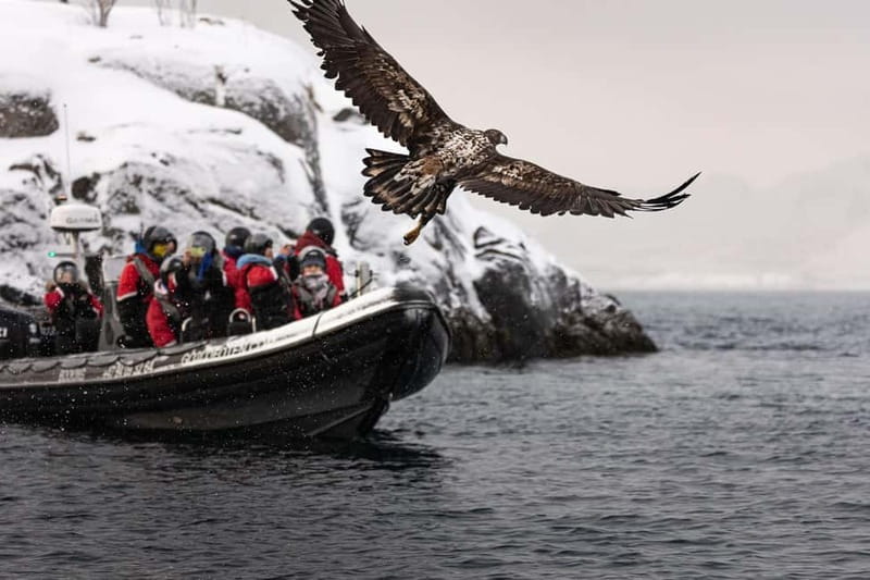 Lofoten: Trollfjord Sea Eagle Safari by RIB Boat - Price and Value: Is $97 Worth a 2-Hour Sea Eagle Safari?