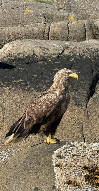 Lofoten: Trollfjord Sea Eagle Safari by RIB Boat - Who Should Book This Tour, and Who Might Skip It