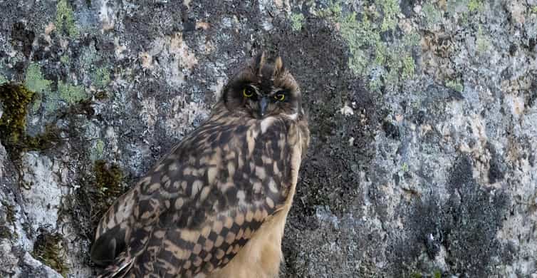 Lofoten: Wildlife Safari - Why Lofoten night timing matters for wildlife spotting