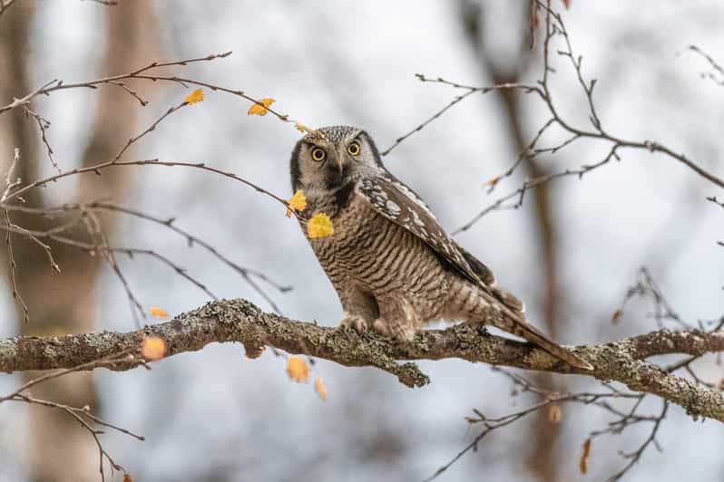 Lofoten: Wildlife Safari - How the safari search works: owls, foxes, and moose in the wild