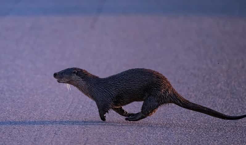 Lofoten: Wildlife Safari - What you might photograph, even when animals stay out of reach