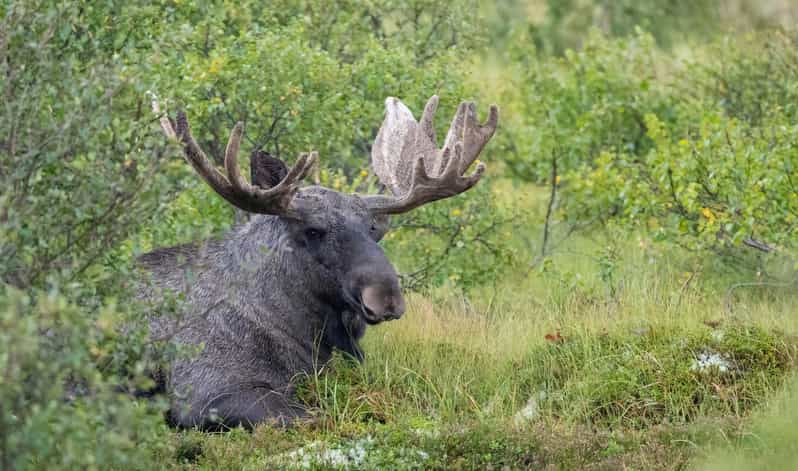 Lofoten: Wildlife Safari - The photo help that makes a difference fast