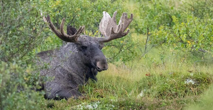 Lofoten: Wildlife Safari - Meet your Lofoten guide and why the hunt feels personal