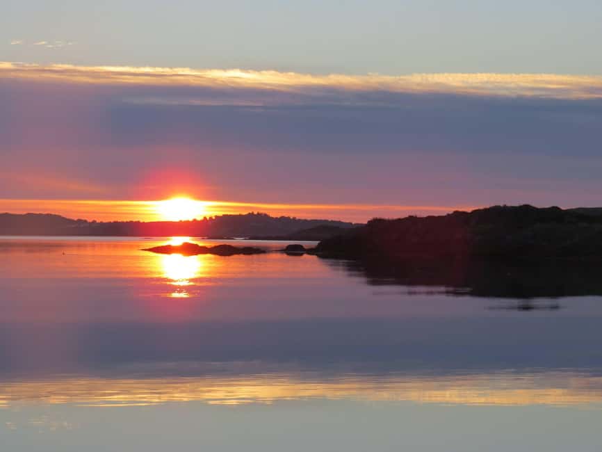 Midnight sun safari - Wildlife viewing: sea eagles, puffins, seals, and the whale bonus