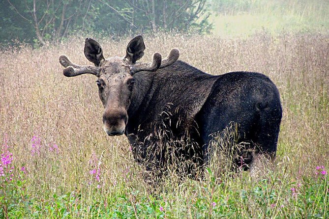 Moose Safari Bodo, Norway, Meet the Largest Land Animal in Europe - Key Points Before You Go
