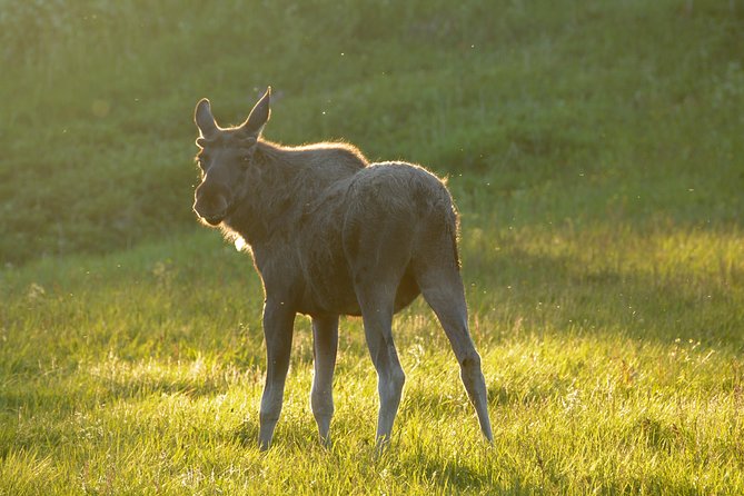 Moose Safari Bodo, Norway, Meet the Largest Land Animal in Europe - Why Bodø’s Evening Timing Is the Whole Game