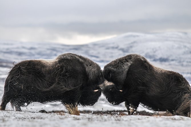 Musk ox Safari in Dovrefjell National Park, Oppdal Safari - Key highlights to know before you go