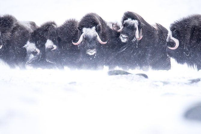 Musk ox Safari in Dovrefjell National Park, Oppdal Safari - Why the Dovrefjell musk ox hike is not like a typical animal stop